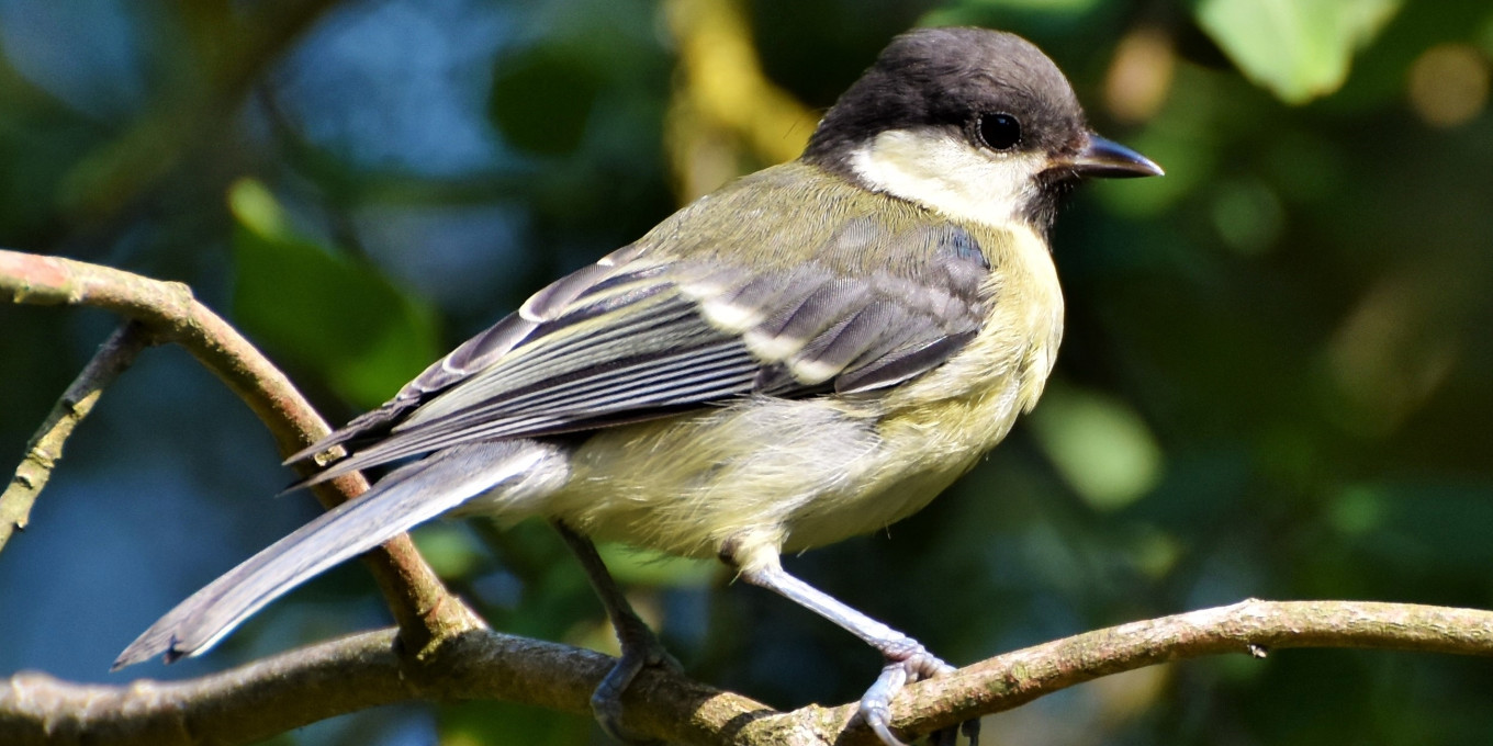 mésange charbonnière